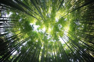 Growth for the World: The WeSolve Gamification Model Explained